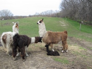 Checking out the new arrival