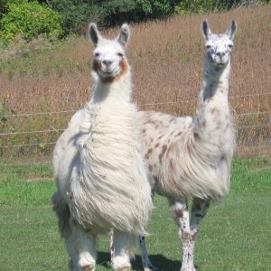 CLL_llamas_017