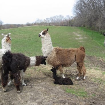 llama babies