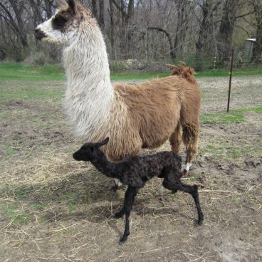 llama baby