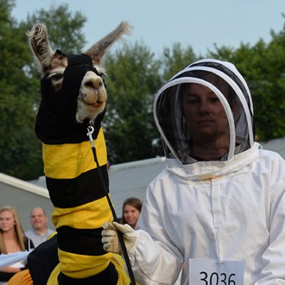 Llama in Bee and Bee Keeper Costume at he Carver County Fair