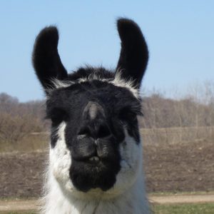 lama_portrait3