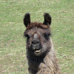 llama_portrait