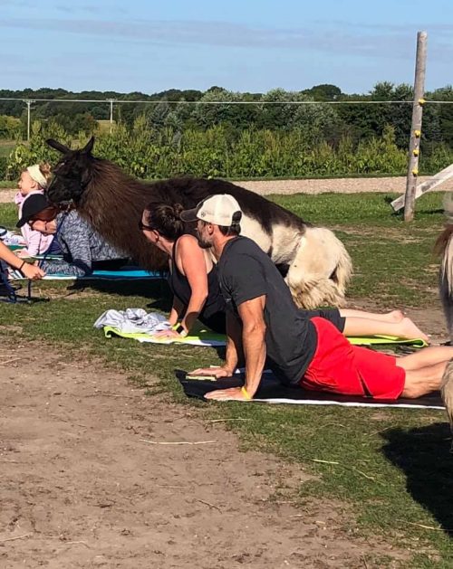 Llama Yoga