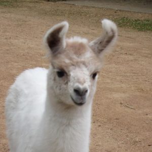 Llama Baby