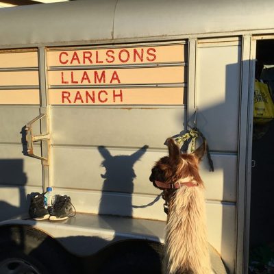 Carlson's Llama Trailer