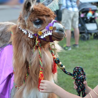 Llama Dressed in Costume