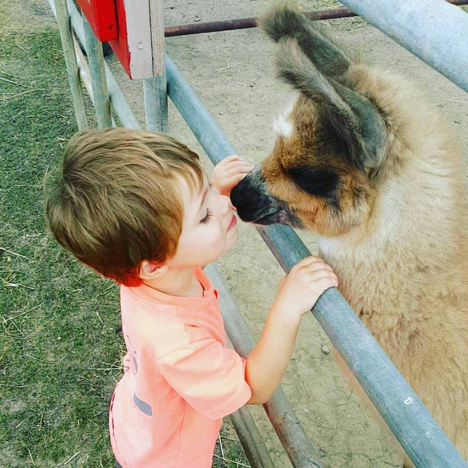 Lama Cria and Toddler