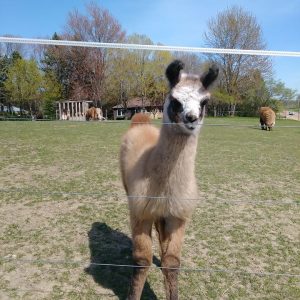 Llama Cria