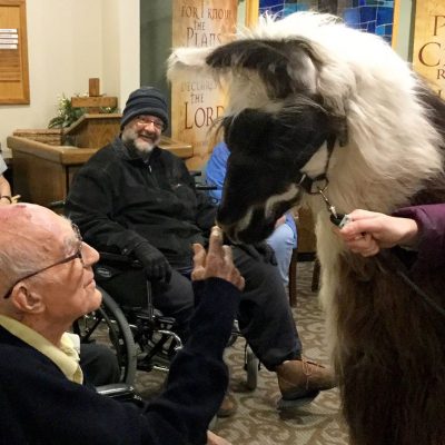 Llama Therapy Visit