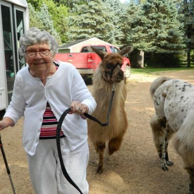 Leading a Llama