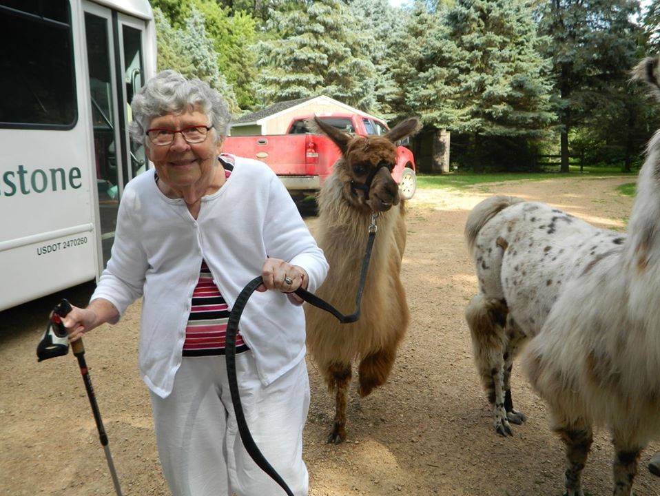 Llama Therapy Visits – Carlson's Llovable Llamas