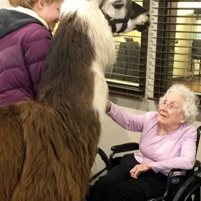 Llama Therapy Visit