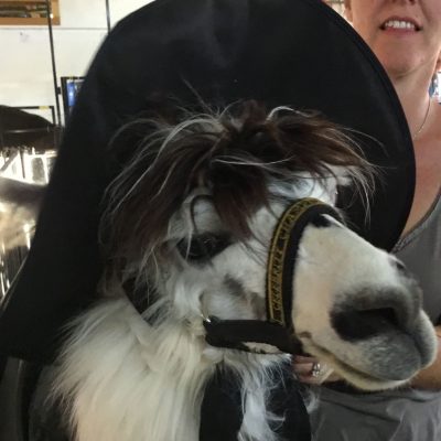 Llama Dressed as a Character from Harry Potter