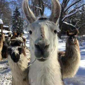 Llama chewing a twig in winter