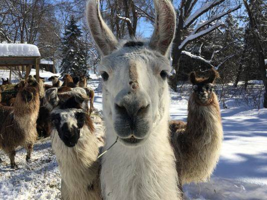 Llama chewing a twig in winter