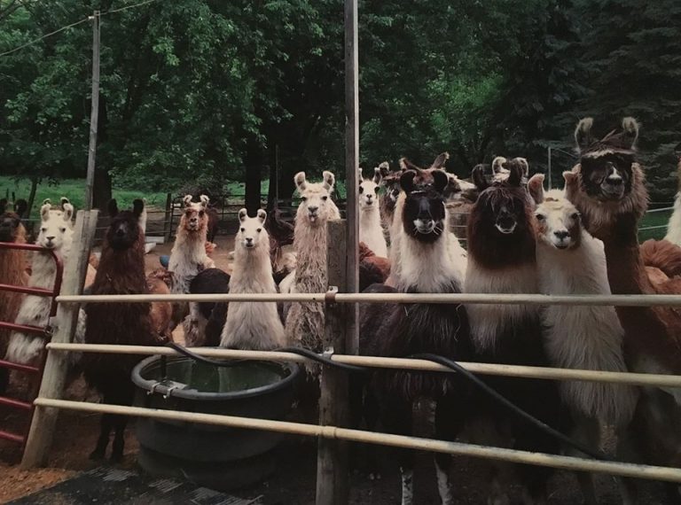 Family Farm Visits Carlson's Llovable Llamas