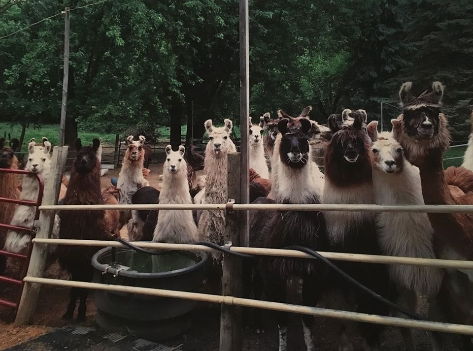 Alert Lamas at Open House