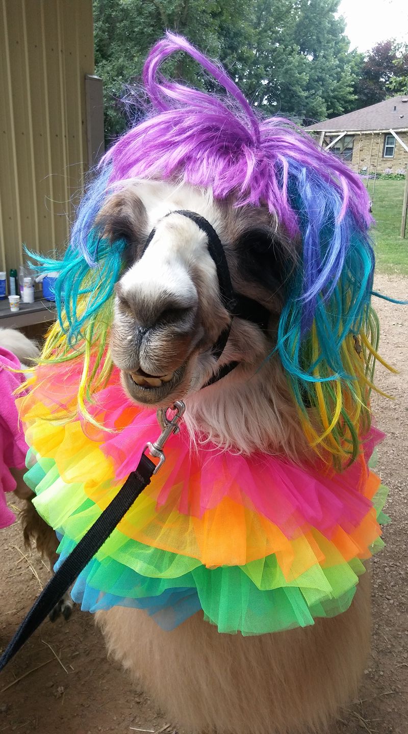 Llama Dressed for Camp