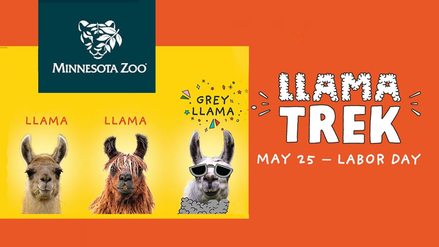 Minnesota Zoo Llama Trek Poster