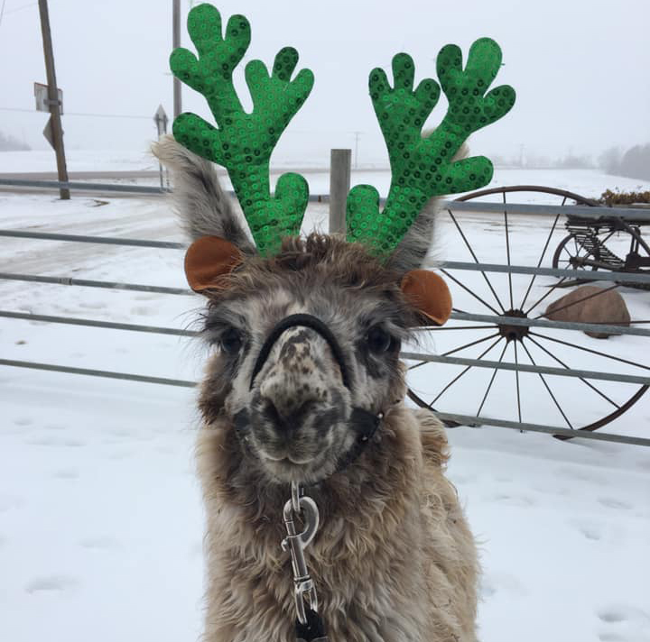 LLama with Green Sparkly Antlers